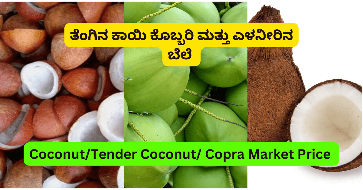 Tender Coconut | Dry Coconut | Coconut Price Karnataka