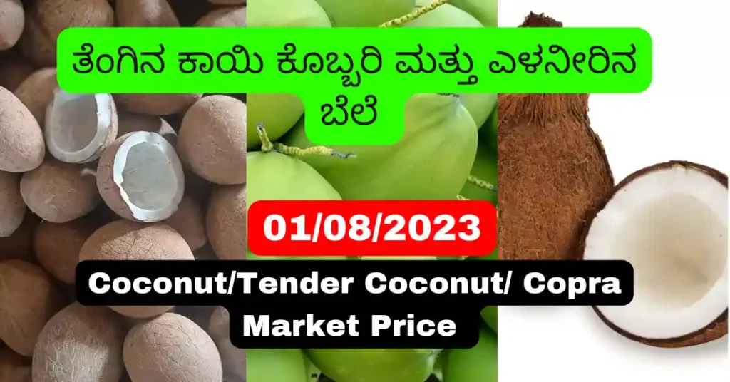 Coconut Market Rate Today