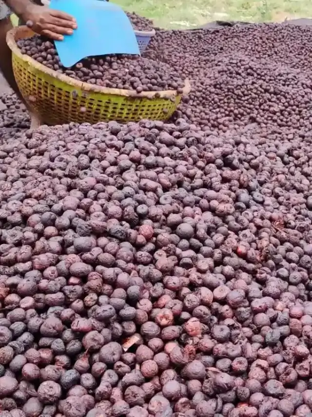 Arecanut Market Rate Today in Karnataka