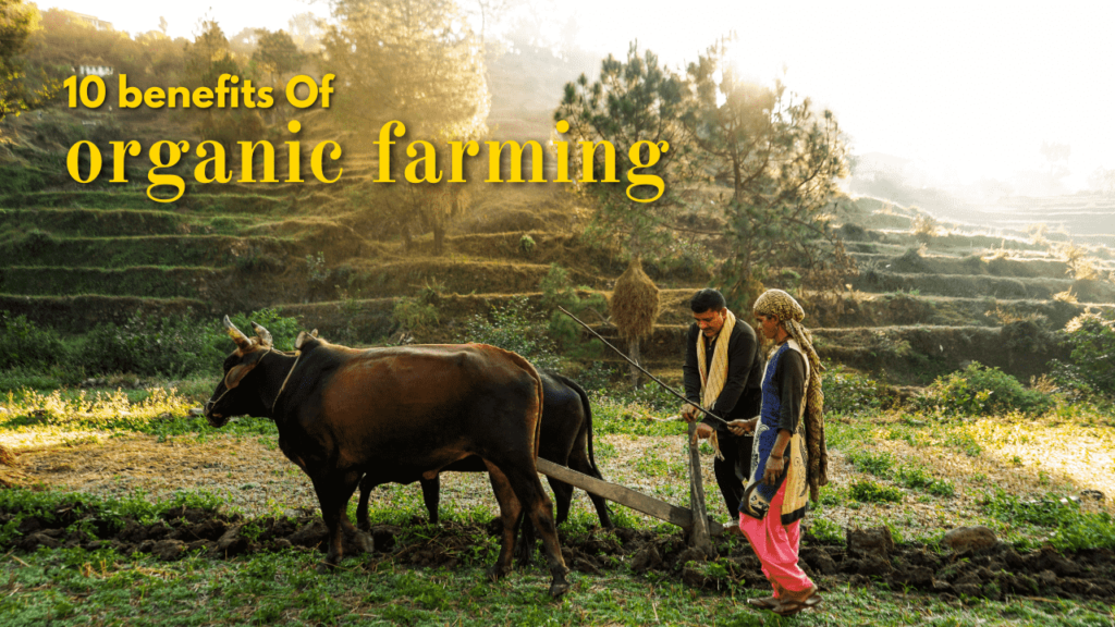 The Comprehensive Guide to the 10 Benefits of Organic Farming/ಸಾವಯವ ಕೃಷಿಯ 10 ಅತ್ಯುತ್ತಮ ಪ್ರಯೋಜನಗಳಿಗೆ ಸಮಗ್ರ ಮಾರ್ಗದರ್ಶಿ