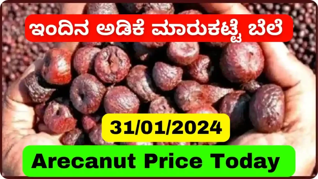 Arecanut Price Today Jan 31