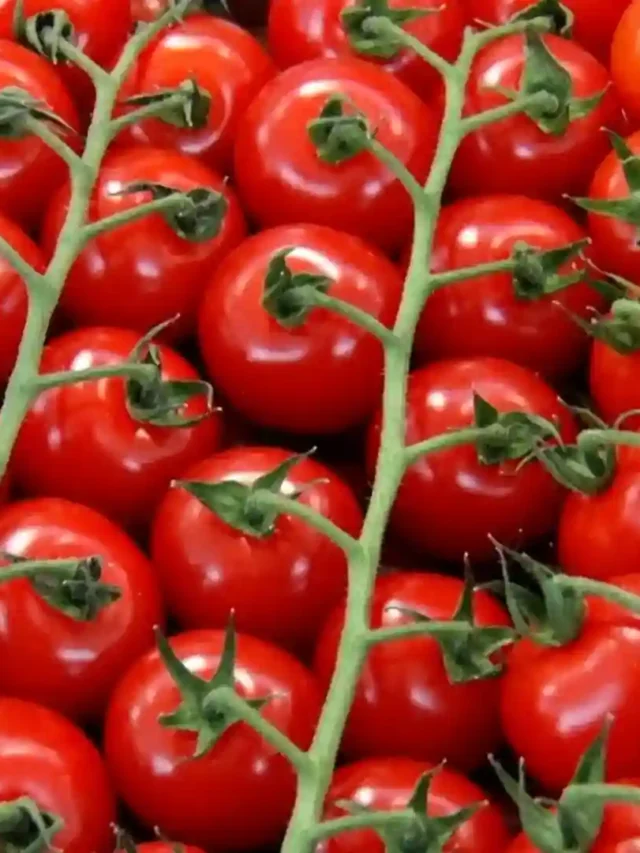 Hydroponic Tomato Farming: The Future of High-Yield Agriculture