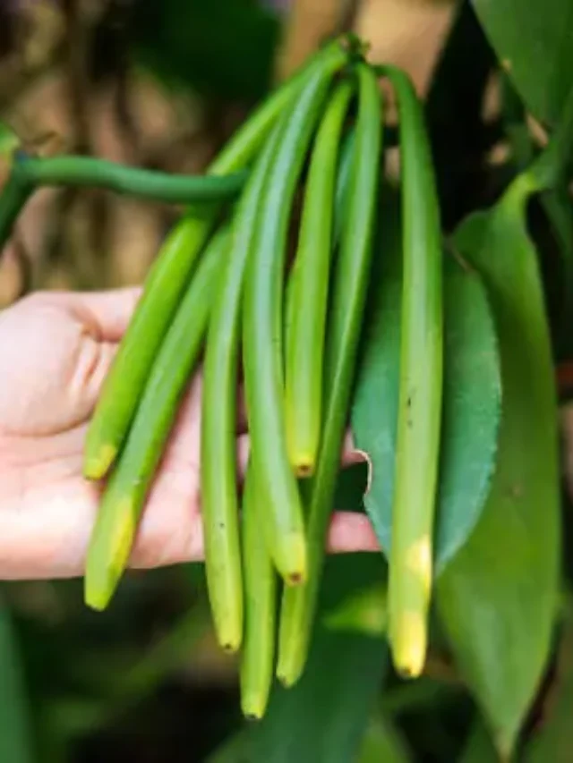 Vanilla Farming Goldmine: Boost Your Profits with This Growing Trend