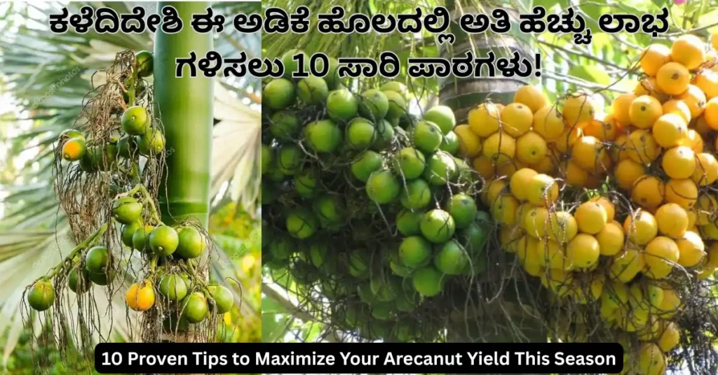 10  Proven Tips to Maximize Your Arecanut Yield This Season 1 Arecanut