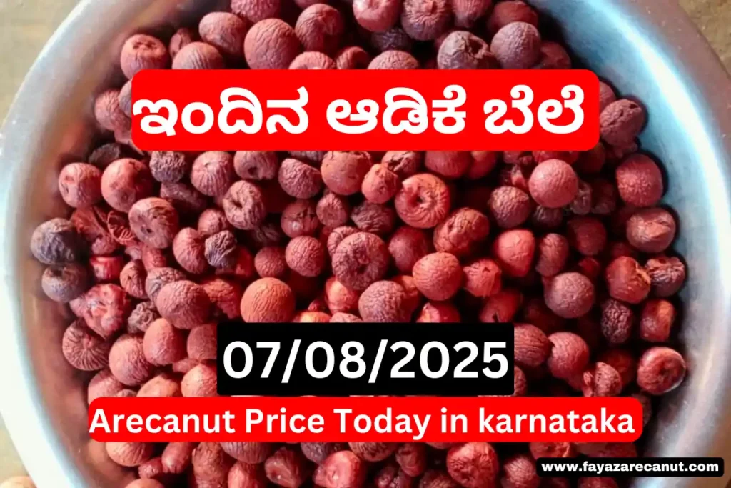 Arecanut Market Price Today 7 August 2025 | Shivamogga Channagiri Supari Bazar Update 10 Arecanut Market Price Today 7 August 2025