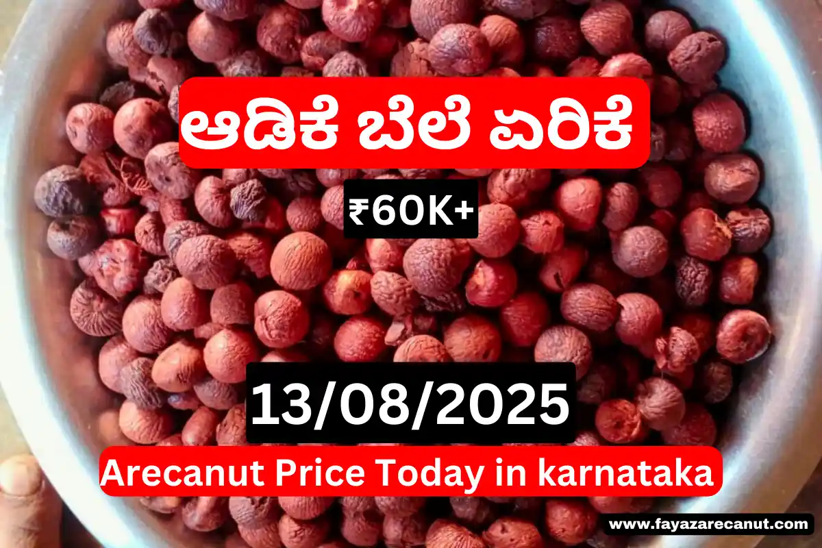 Arecanut Price Hike Today 13 August 2025 | ಇಂದಿನ ಶಿವಮೊಗ್ಗ & ಚನ್ನಗಿರಿ ಅಡಿಕೆ ದರ ₹60,000+ | Karnataka Market Rates Arecanut Price Hike Today 13 August 2025