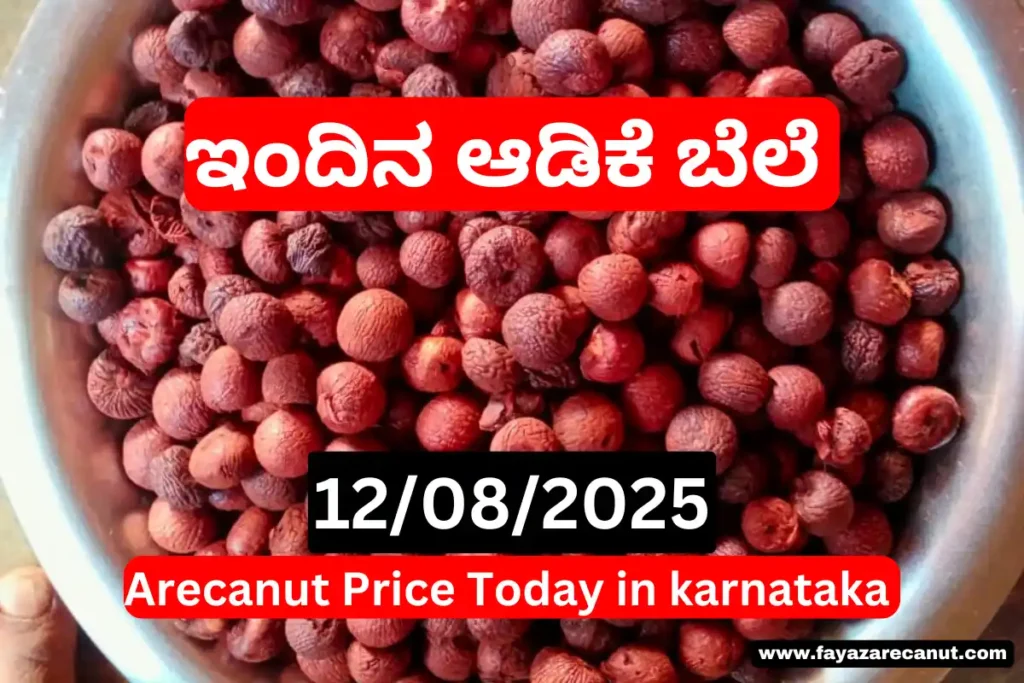 Arecanut Price Today 12 August 2025 | ಇಂದಿನ ಅಡಿಕೆ ಮಾರುಕಟ್ಟೆ ದರ | Shivamogga, Channagiri, Davanagere Rate Update 6 Arecanut Price Today 12 August 2025