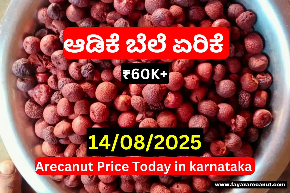 Arecanut Price Today 14 August 2025 | ಇಂದಿನ ಶಿವಮೊಗ್ಗ, ಚನ್ನಗಿರಿ ಅಡಿಕೆ ಮಾರುಕಟ್ಟೆ ದರ Arecanut Price Today 14 August 2025