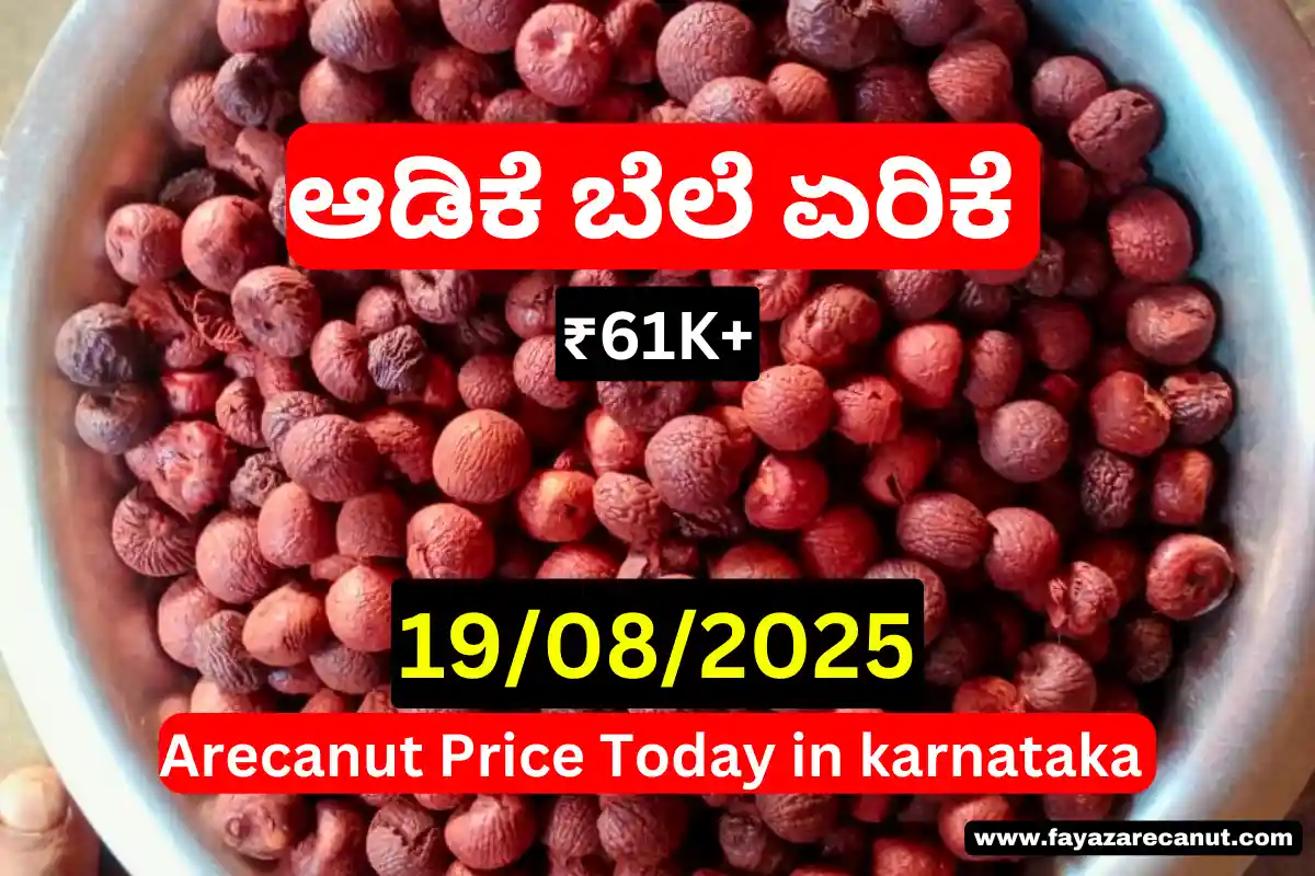 Arecanut Price Today 19 August 2025