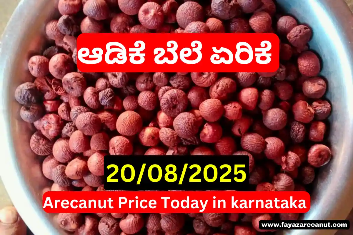 Arecanut Price Today 20 August 2025 | ಇಂದಿನ ಕರ್ನಾಟಕ ಅಡಿಕೆ ಮಾರುಕಟ್ಟೆ ದರ Arecanut Price Today