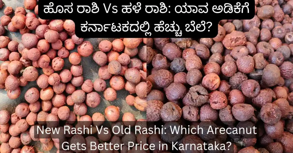 New Rashi Vs Old Rashi: Which Arecanut Gets Better Price in Karnataka? 9 New Rashi