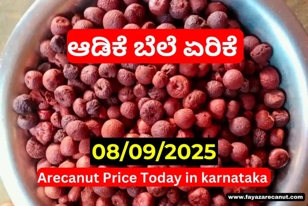 Arecanut Price Today 08 September 2025 | ಇಂದಿನ ಶಿವಮೊಗ್ಗ, ಚನ್ನಗಿರಿ ಅಡಿಕೆ ಮಾರುಕಟ್ಟೆ ದರ 4 Arecanut Price Today 08 September 2025