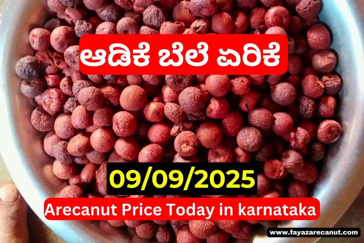 Arecanut Price Today 09 September 2025 | ಇಂದಿನ ಶಿವಮೊಗ್ಗ, ದಾವಣಗೆರೆ ಅಡಿಕೆ ದರ & ಅರಸೀಕೆರೆ ಕೊಬ್ಬರಿ ಟೆಂಡರ್ Arecanut Price Today 09 September 2025
