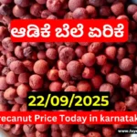 Arecanut Price Today | ಇಂದಿನ ಅಡಿಕೆ ಮಾರುಕಟ್ಟೆ ದರ | 22-09-2025 Arecanut Price Today