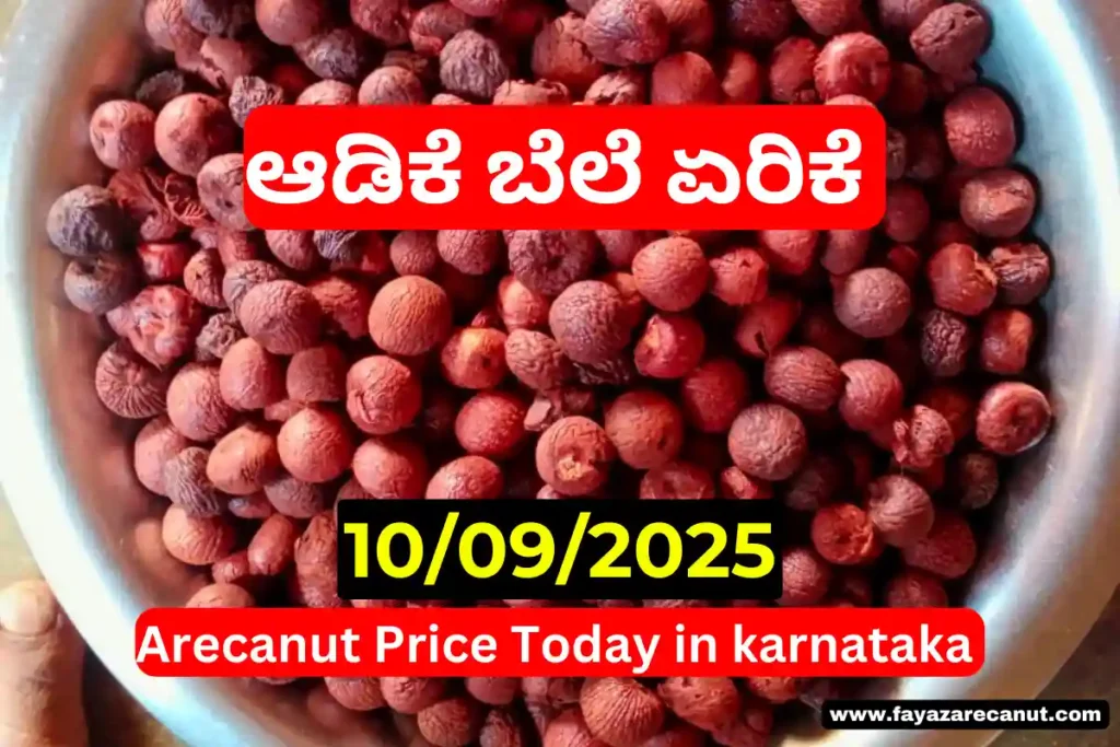 Arecanut Price Today 10 September 2025 | ಇಂದಿನ ಶಿವಮೊಗ್ಗ & ಚನ್ನಗಿರಿ ಅಡಿಕೆ ಮಾರುಕಟ್ಟೆ ದರ 2 Arecanut Price Today 10 September 2025