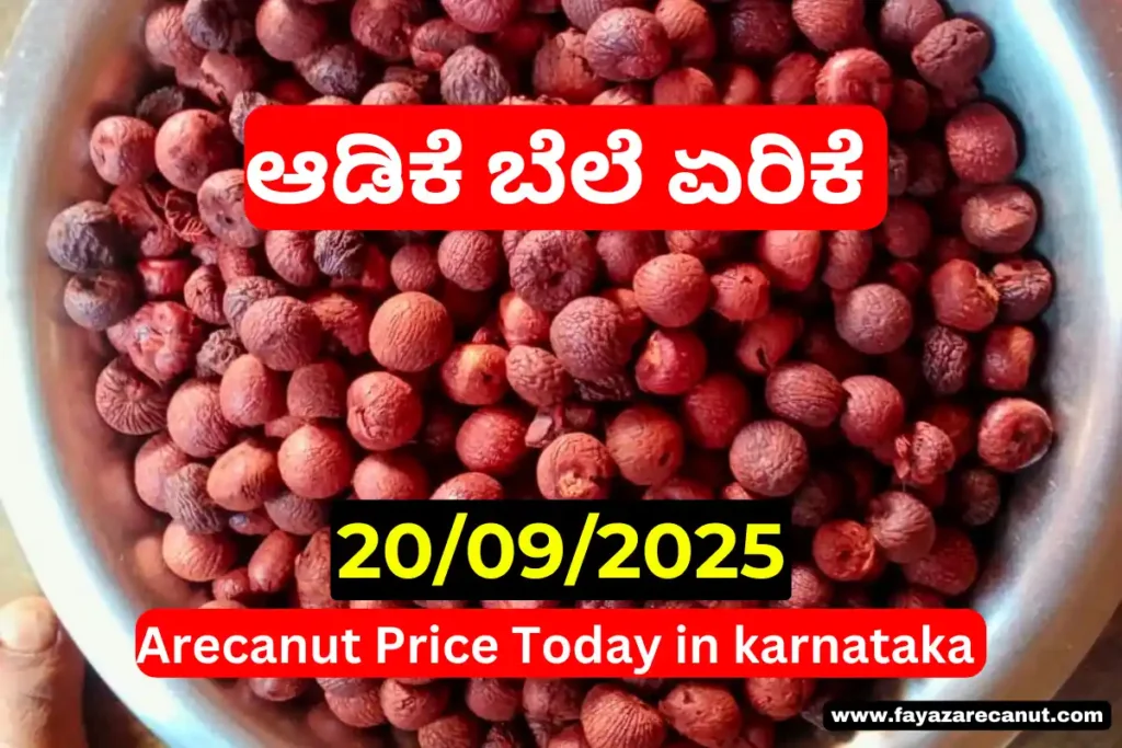 Arecanut Price Today