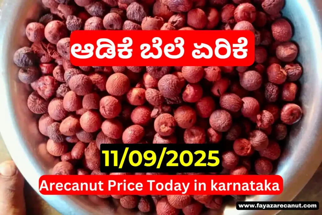 Arecanut Price Today 11 September 2025 | ಇಂದಿನ ಶಿವಮೊಗ್ಗ ಅಡಿಕೆ ದರ & ತಿಪಟೂರು ಕೊಬ್ಬರಿ ಟೆಂಡರ್ 1 Arecanut Price Today 11 September 2025