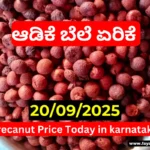 Arecanut Price Today | ಇಂದಿನ ಅಡಿಕೆ ಮಾರುಕಟ್ಟೆ ದರ | 20-09-2025 Arecanut Price Today