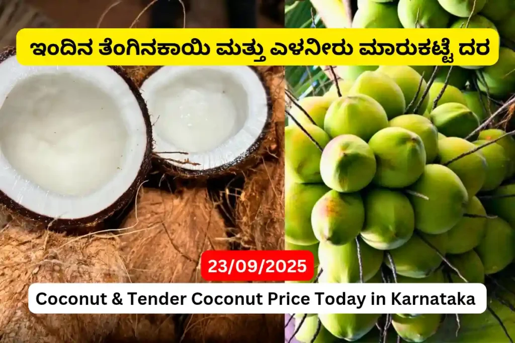 Coconut Tender Coconut Price Today in Karnataka
