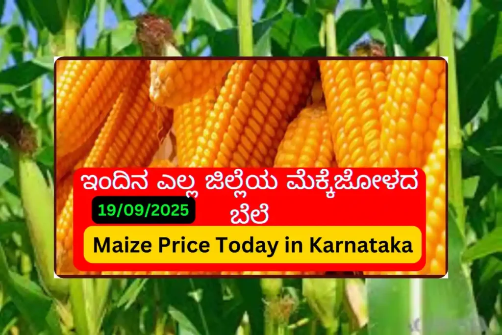 Karnataka Maize Market Price Today 20
