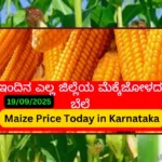 Karnataka Maize Market Price Today 20