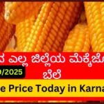 Maize Market Price Today in Karnataka