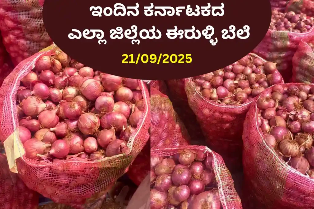 Onion Price Today in Karnataka 21 September 2025
