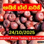 Arecanut Price Today | ಇಂದಿನ ಅಡಿಕೆ ದರ & ಅರಸೀಕೆರೆ ಕೊಬ್ಬರಿ ಟೆಂಡರ್ ವರದಿ – 24 October 2025 Arecanut Price