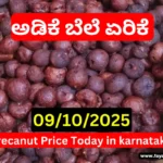Arecanut Price Hike Today in Shivamogga & Tiptur Copra Tender 09/10/2025 | ಇಂದಿನ ಶಿವಮೊಗ್ಗ ಅಡಿಕೆ ಮತ್ತು ತಿಪಟೂರು ಕೊಬ್ಬರಿ ಟೆಂಡರ್ ದರಗಳು Arecanut Price Hike Today in Shivamogga & Tiptur C
