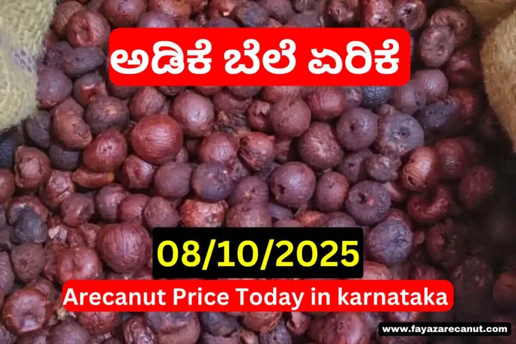 Arecanut Price Hike in Shivamogga Market Today 08/10/2025| ಇಂದಿನ ಶಿವಮೊಗ್ಗ ಚನ್ನಗಿರಿ ಮತ್ತು ಇತರೆ ಅಡಿಕೆ ಮಾರುಕಟ್ಟೆ ದರ 10 Arecanut Price Hike in Shivamogga Market Today