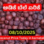 Arecanut Price Hike in Shivamogga Market Today