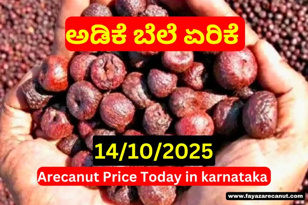 Arecanut Price Today 14 October 2025 | Shivamogga, Davangere Hasi Adike & Arsikere Copra Tender Rates | ಇಂದಿನ ಅಡಿಕೆ ಮತ್ತು ಕೊಬ್ಬರಿ ಬೆಲೆಗಳು 4 Arecanut Price Today 14 October 2025