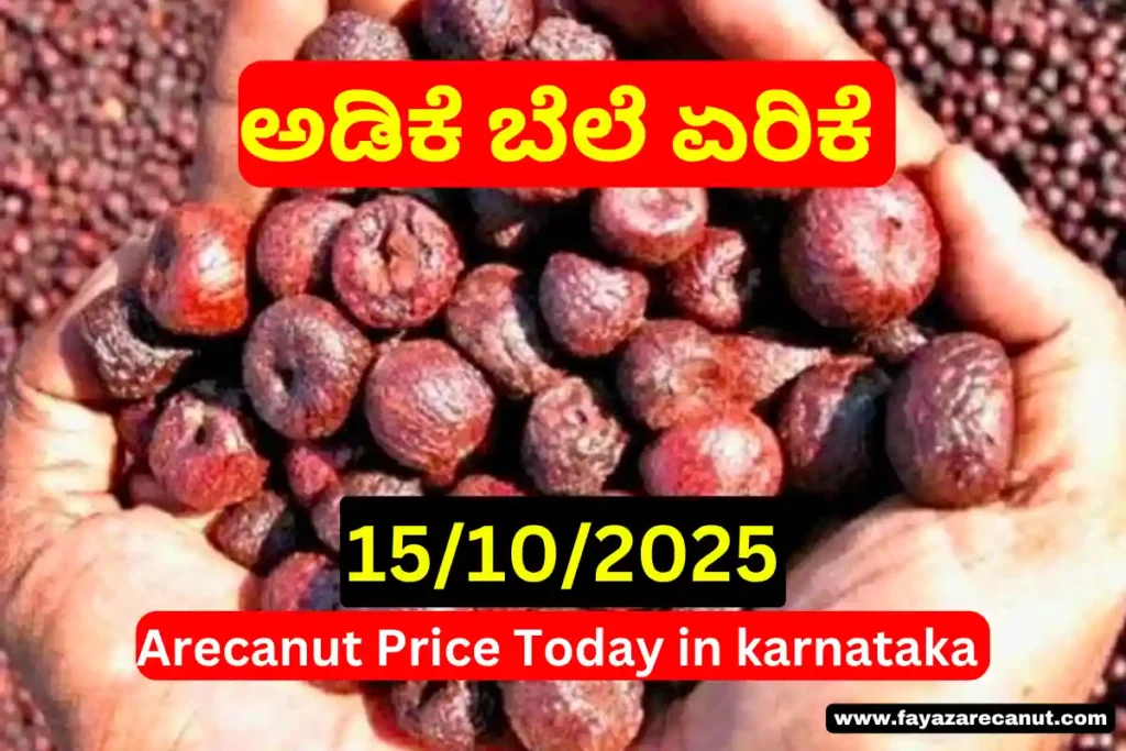 Arecanut Price Today 15/10/2025 | ಇಂದಿನ ಶಿವಮೊಗ್ಗ ಮತ್ತು ಚನ್ನಗಿರಿ ಅಡಿಕೆ ಮಾರುಕಟ್ಟೆ ದರ | Arecanut Market Hike in Karnataka 3 Arecanut Price Today 15 10 2025