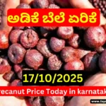 Arecanut Price Today 17/10/2025 | ಇಂದಿನ ಅಡಿಕೆ ದರ & ಅರಸೀಕೆರೆ ಕೊಬ್ಬರಿ ಟೆಂಡರ್ ವರದಿ | Karnataka Market Update Arecanut Price Today 17 10 2025