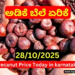 Arecanut Price Today 28 October 2025 | ಇಂದಿನ ಅಡಿಕೆ ಮಾರುಕಟ್ಟೆ ಬೆಲೆ Shivamogga, Channagiri, Davanagere, Arsikere Market Rate Update Arecanut Price Today 28 October 2025