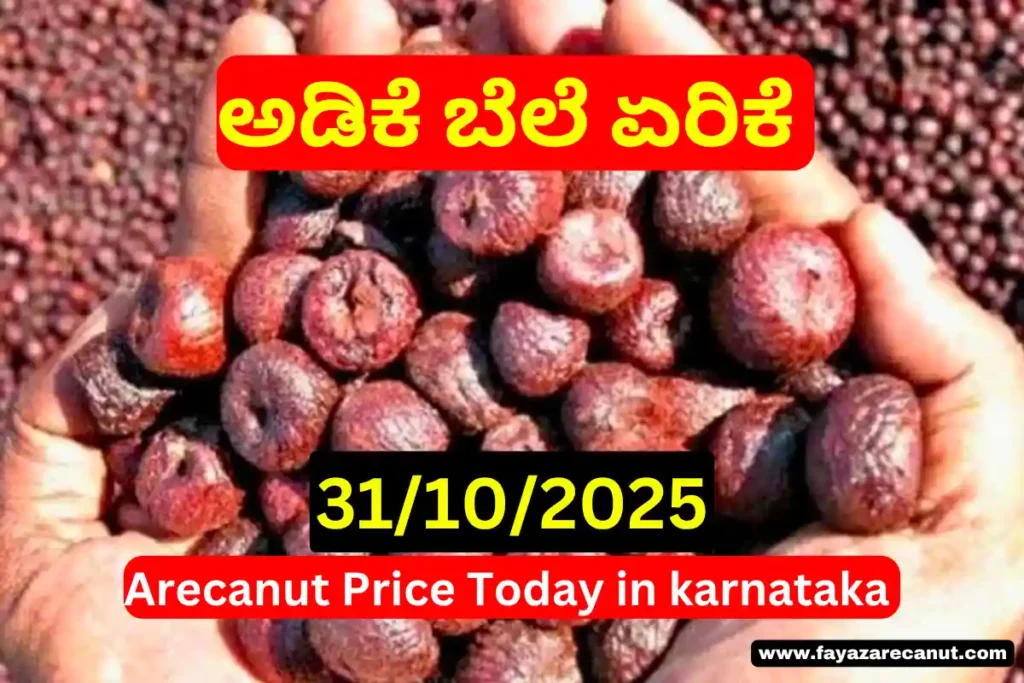 Arecanut Price Today – 31 October 2025
