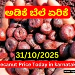 Arecanut Price Today – 31 October 2025 | ಇಂದಿನ ಅಡಿಕೆ ಮತ್ತು ಕೊಬ್ಬರಿ ಮಾರುಕಟ್ಟೆ ದರ | Shivamogga, Channagiri & Davanagere Market Update Arecanut Price Today – 31 October 2025 __