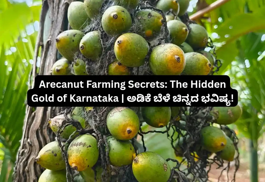 Arecanut Farming Secrets The Hidden Gold of Karna