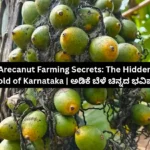 Arecanut Farming Secrets The Hidden Gold of Karna