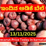 Arecanut Price Today 13 November 2025, Shivamogga