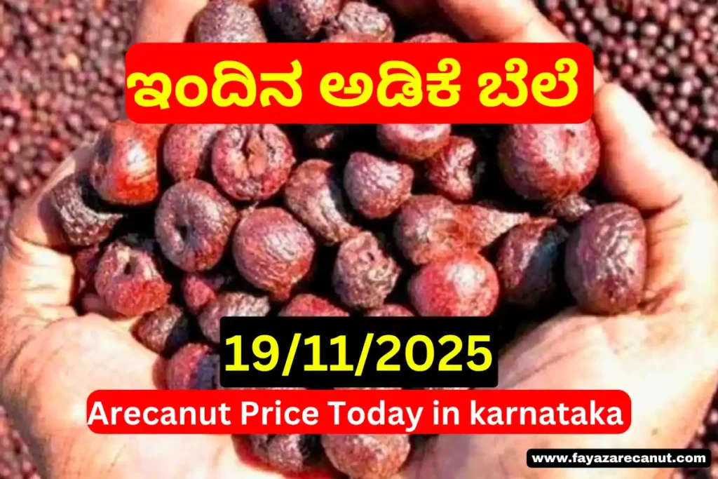 Arecanut Price Today 19 November 2025