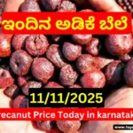 Shivamogga Davanagere Arecanut Price Today 11 Nove
