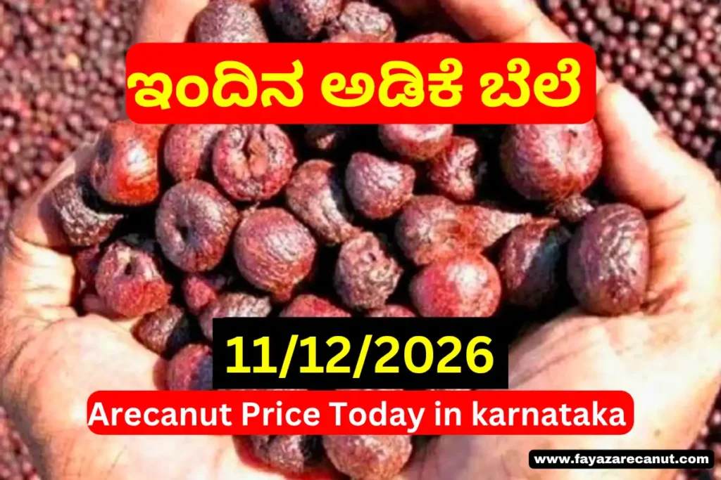 Karnataka Arecanut & Copra Market Update Today 11 December 2025 | ಇಂದಿನ ಅಡಿಕೆ–ಕೊಬ್ಬರಿ ದರ ಮಾಹಿತಿ 2 Karnataka Arecanut Copra Market Update Today 11