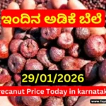 Arecanut Market Price Today 29