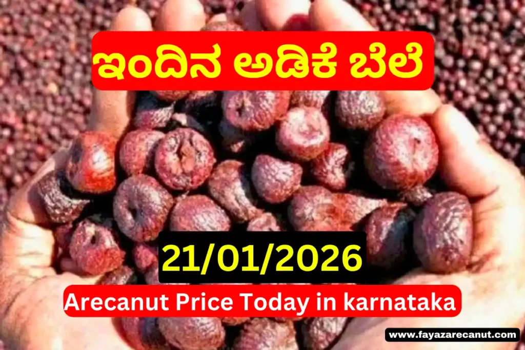 Arecanut Price Today 21 January 2026 Market Trend | ಇಂದಿನ ಅಡಿಕೆ ದರ ವರದಿ 7 Arecanut Price Today 21 January 2026 Market Trend