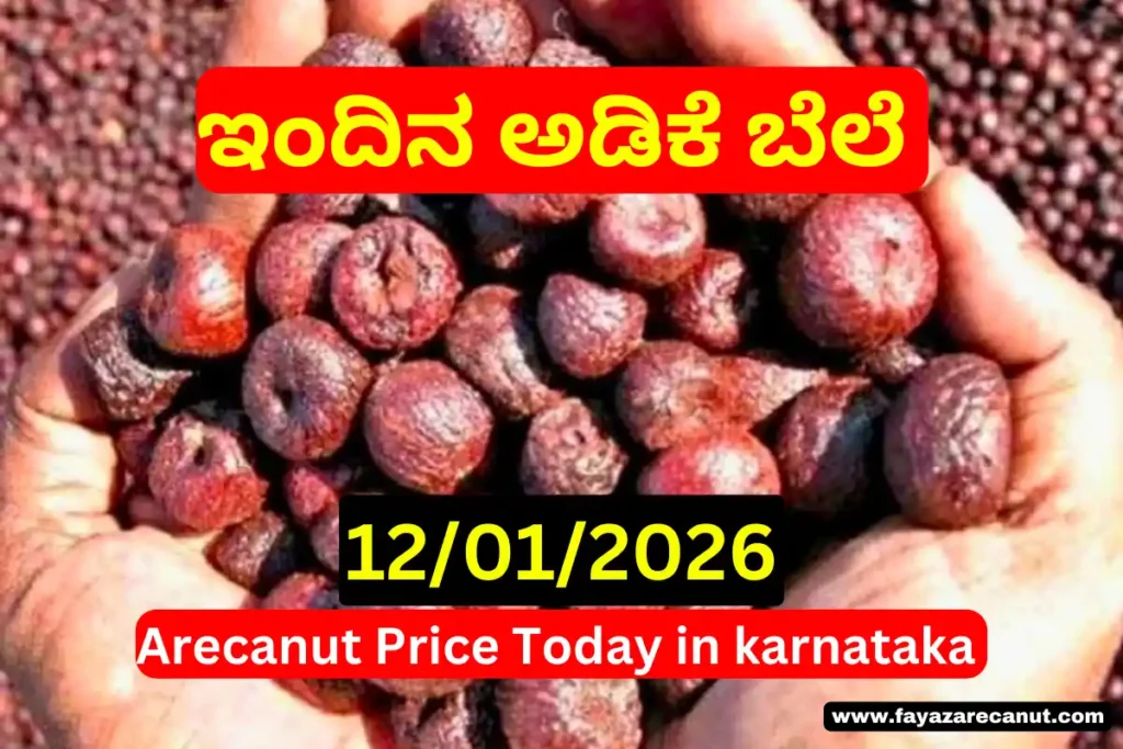 Arecanut Price Today – 12 January 2026 | Shivamogga & Channagiri Markets 3 Arecanut Price Today – 12 January 2026