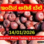 Arecanut Price Today – 15 January 2026 | Shivamogga & Channagiri Markets Arecanut Price Today – 15 January 2026