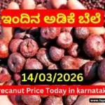 Arecanut Market Price Today 14 March 2026