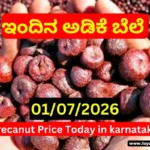 Arecanut Price Today 01 July 2026