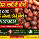 Arecanut Price Today 17 July 2026 | Shivamogga, Channagiri, Davangere Hasi Adike & Arsikere Copra Market Update | ಇಂದಿನ ಅಡಿಕೆ ಬೆಲೆ Arecanut Price Today 17 July 2026
